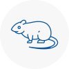 Rat Control Dorchester