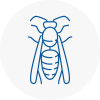 Dorchester Wasp Nest Removal
